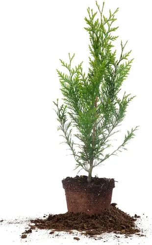 Perfect Plants Thuja Verde Gigante de 1 Galón | Árbol de Privacidad Siempreverde Arborvitae | Follaje Verde Abundante Adaptable