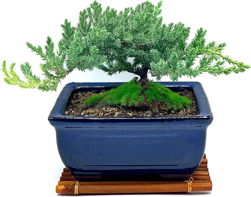 Árbol de enebro enano bonsái vivo de 7 años con soporte de bambú hecho a mano | Árbol de enebro o jade bonsái | Interior/Exterior | 100% hecho a