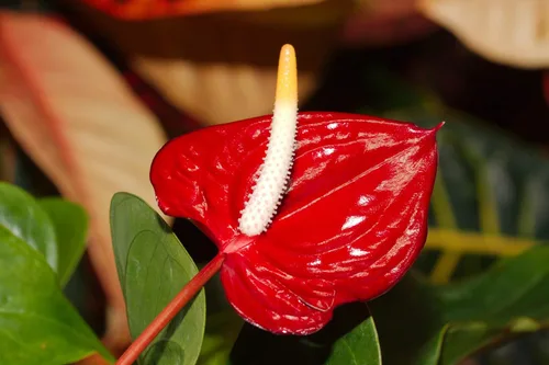 Miniatura 2 de Summer Special - Planta de anturio rojo hawaiano de 6 a 10 pulgadas en una maceta de 2 pulgadas
