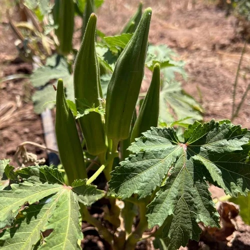 Miniatura 2 de Plant Good Seed Semillas orgánicas de Okra Cajun Jewel – Paquete de 40, semillas tradicionales para plantar verduras – Suministros de jardinería