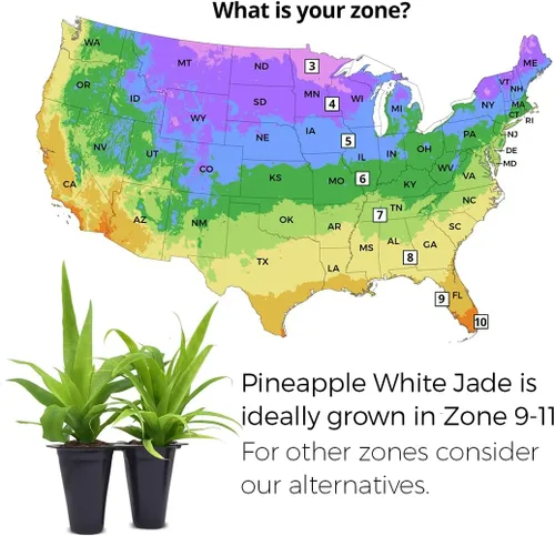 Miniatura 2 de Planta de Piña Jade Blanco (Paquete de 4) Cultiva Tu Propia Comida en Tu Jardín Orgánico Comestible Plantas Fáciles de Cultivar Planta