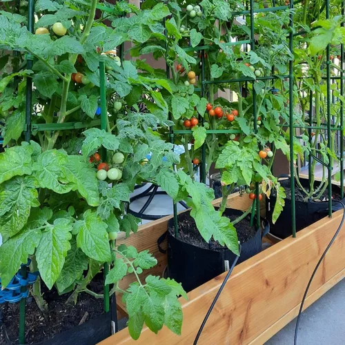 Miniatura 2 de Estacas para Plantas de Jardín de 48 Pulgadas 4 Pies Soporte de Palo de Acero para Plantas, Paquete de 25 Estacas de Tomate para Cultivo de Plantas