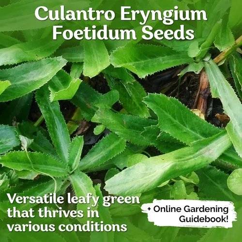 Miniatura 2 de KVITER 500 semillas de culantro (Eryngium Foetidum) – Semillas de Culantro/Semillas de cilantro mexicano/Recao/Chadon Beni Semillas de reliquia sin