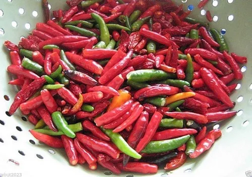 Miniatura 2 de Chile vietnamita - 50 semillas (Capsicum annuum)'Ot Hiem', Pimienta media o jerker de lágrima