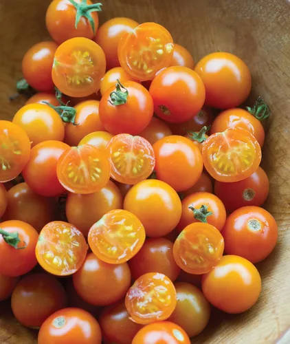 Burpee Sun Gold Hybrid Home Garden - Tomates cereza naranja dulce, sin OGM, la mejor plantación de verduras, 30 semillas