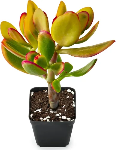 Sprout N Green Golden Jade - Crassula Ovata 'Hummel Sunset', rara planta suculenta linda totalmente enraizada en maceta de 2 pulgadas con tierra,
