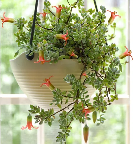Miniatura 2 de Cotyledon Pendens de 4 pulgadas, suculenta viva completamente enraizada en macetas con mezcla de tierra, planta doméstica rara para la decoración