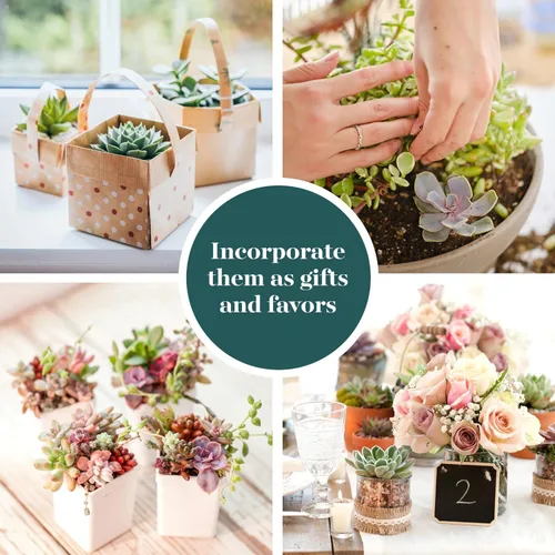 Miniatura 5 de 4 plantitas, de Shop Succulents, colección variada, tonos pastel