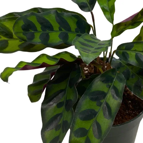 Miniatura 4 de Calathea Lancifolia, serpiente de cascabel, planta de oración, serpiente de cascabel, maceta de 4 pulgadas