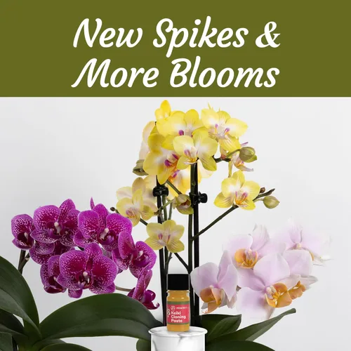Miniatura 3 de Miracle Lab Pasta de clonación Keiki, fórmula especial de citoquinina que da una nueva orquídea bebé (Keiki) en semanas, se puede utilizar en todo