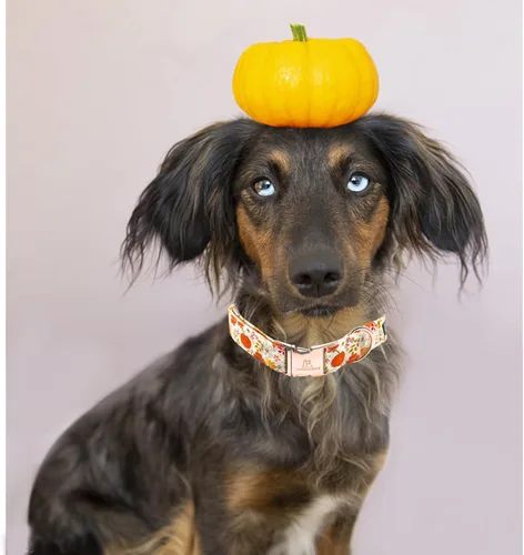 Miniatura 5 de Lionheart glory Collar de Halloween para perro, collar de otoño, ajustable, resistente, para perros grandes, collar de calabaza para perros grandes
