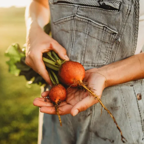 Golden Detroit Beet - 50 semillas - Variedad de reliquia y polinizada abierta, semillas de vegetales sin OMG para plantar en interiores o exteriores