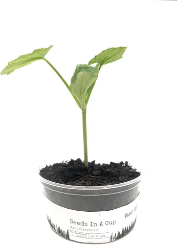 Miniatura 3 de Semillas en una taza - Kit de cultivo de plantas (tomillo)