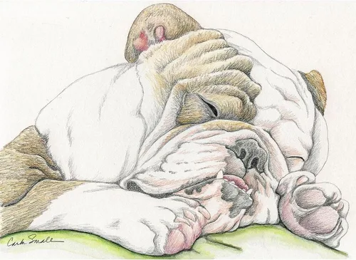 Miniatura 2 de CafePress Sleepy - Manta de bulldog inglés súper suave, manta de felpa de forro polar, 60 x 50 pulgadas