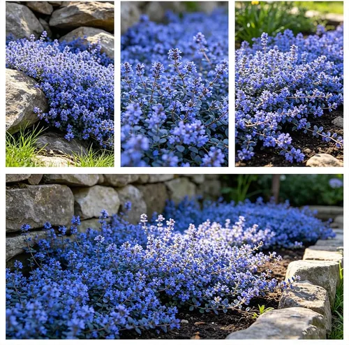 Más de 22000 semillas de tomillo rastrero azul para plantar cubierta de suelo Magic Thymus Serpyllum Seed Heirloom Rocks Lawn Flower