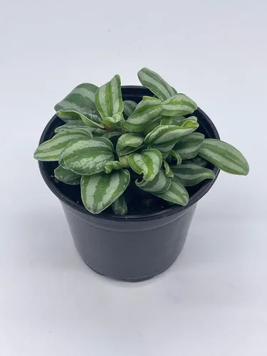 Miniatura 2 de BubbleBlooms Peperomia Mini Sandía, 4 pulgadas de diámetro