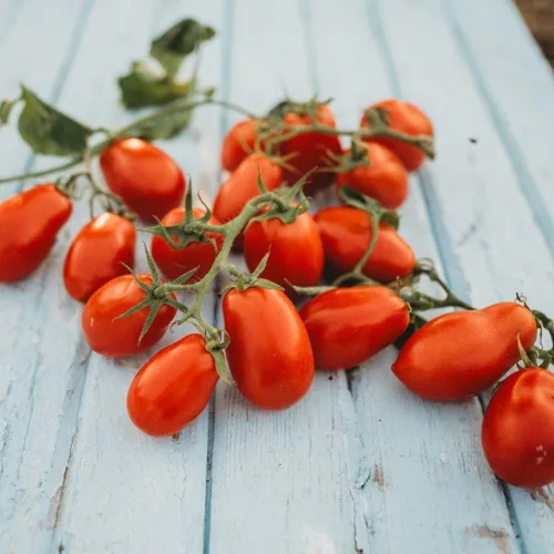 Miniatura 2 de Martino's Roma Heirloom Sauce Tomate - 50 semillas - Pasta de tomate italiana reliquia, ideal para enlatar, semillas de tomate Roma sin OMG
