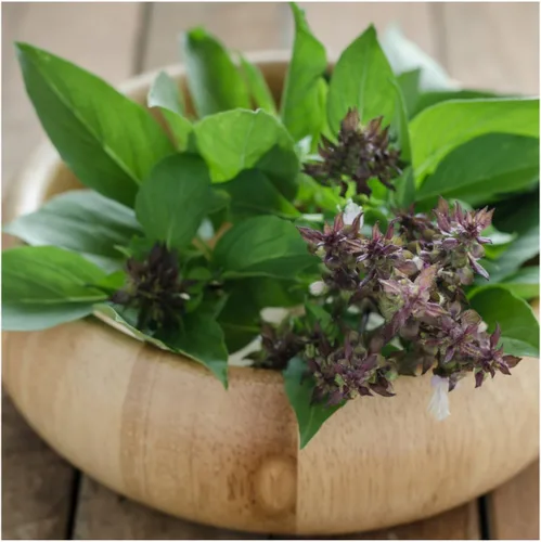Miniatura 3 de Seed Needs Semillas de albahaca para plantar hierbas de albahaca tailandesa, sin OMG y semillas de hierbas sin tratar para cultivar un jardín