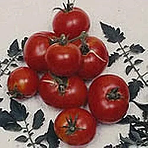 Semilla de tomate criollo