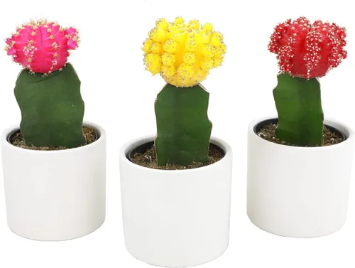 Miniatura 3 de Plantas de cactus injertadas vivas en macetas blancas (3 unidades), planta de cactus vivo en mezcla de tierra de cactus, mini cactus vivos, plantas