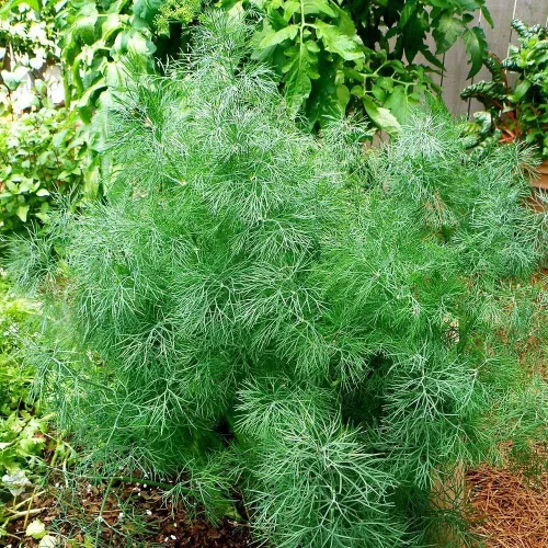 Miniatura 3 de Semillas de eneldo tipo arbusto de herencia vegetal para plantar sin OMG