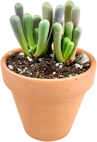 Miniatura 7 de Baby Toes Fenestraria Aurantiaca Succulent (maceta de plástico de 2 pulgadas) Suculenta rara para ideas de regalo