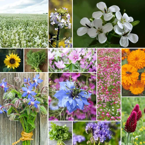 Miniatura 8 de Eden Brothers Semillas mixtas de flores silvestres de aves y mariposas para plantar, 1/4 libras, más de 120,000 semillas con cosmos, manta india