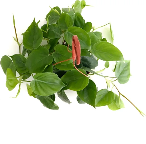 Miniatura 2 de Shop Succulents Heartleaf Philodendron Cordatum, planta de interior viva, planta de arrastre de fácil cuidado para decoración del hogar, oficina