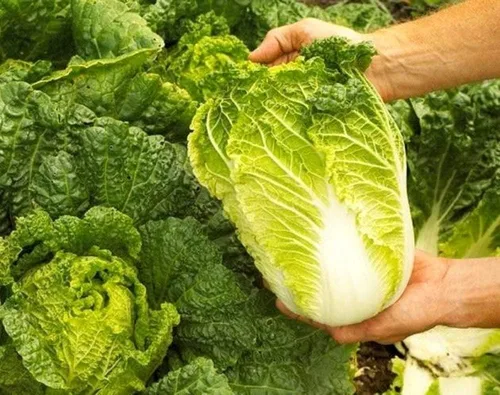 Miniatura 2 de Semillas de col de Pekín para plantar chinos Lechuga Beijing Napa Aproximadamente 100 semillas