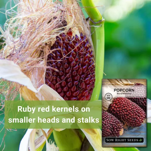 Miniatura 3 de Sow Right Seeds - Semilla de maíz de fresa para plantar - Paquete de reliquia sin OMG con instrucciones para plantar un huerto casero - Cultiva tus