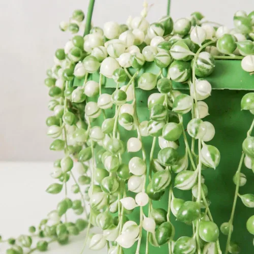 Planta de cadena de perlas variegada viva, enredadera suculenta trepadora, planta de interior en maceta