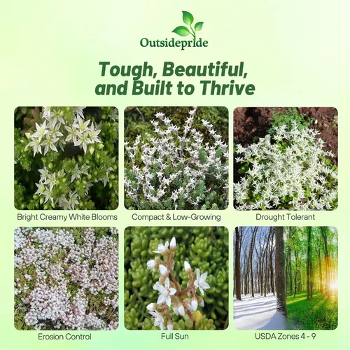 Miniatura 2 de Outsidepride Oktoberfest Semillas Sedum - 1000 semillas perennes de cobertura del suelo para plantar, plantas suculentas resistentes al frío