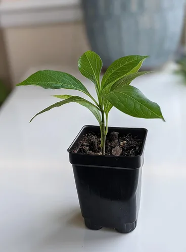 Miniatura 2 de Plántula de árbol bonsái Planta Caudex viva (Adansonia Digitata African Baobab)