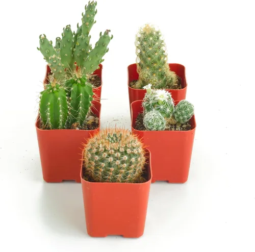 Shop Succulents | Can't Touch This Collection | Surtido de plantas de cactus de interior vivas seleccionadas a mano, totalmente enraizadas, paquete