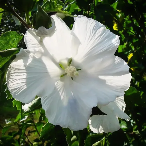 Miniatura 5 de 1 rosa blanca de Sharon plantas vivas para plantar, plantas de flores de hibisco Althea, plantas de hibisco siriaco viven en un recipiente de cuarto