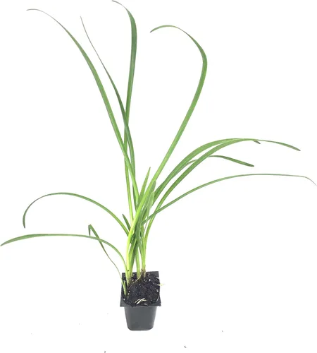 Miniatura 2 de Society Garlic Tulbaghia Violacea Tulbaghia Violacea Tolerante a la sequía, flores fragantes, plantas ornamentales perennes, de bajo