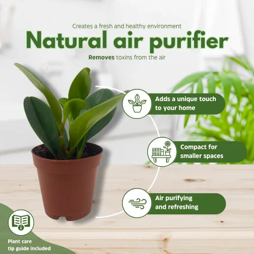 Miniatura 8 de BubbleBlooms Peperomia Obtusifolia - Planta de mármol verde en maceta de goma de 2 pulgadas con hoja de cuchara pequeña