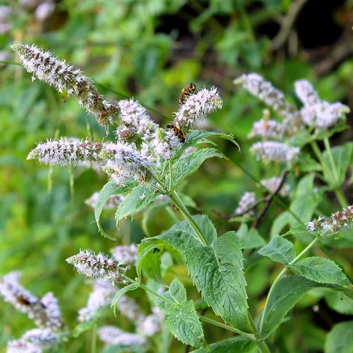 Miniatura 7 de Outsidepride Semillas de menta para plantar, 1000 piezas de crecimiento compacto perenne, semillas de hierbas fáciles de cultivar con follaje
