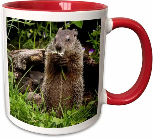 Miniatura 10 de 3dRose Estados Unidos, Minnesota, arenisca. Marmota alimentándose de una flor. Taza negra de dos tonos de 11 oz Negro