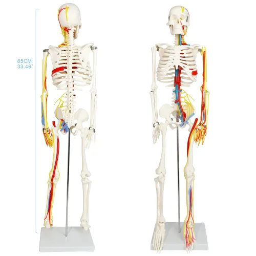 Miniatura 3 de EVOTECH SCIENTIFIC Mini modelo de esqueleto humano para anatomía, modelo de esqueleto humano de tamaño natural de 33.5 pulgadas, 1/2 con nervios