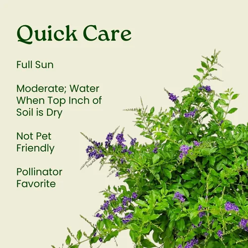 Miniatura 6 de Tropical Plants of Florida - Duranta Sapphire Showers - Planta de Arbusto Floral - Altura Total 22" a 26" (Solo Planta)