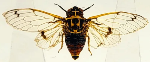 Miniatura 28 de 44mm Escorpión real asiático gigante en resina de lucite transparente cristal, especímenes de artesanía, insectos de animales varios, colección
