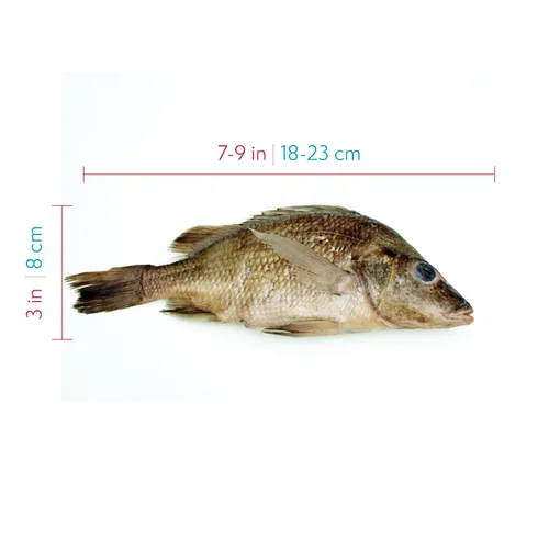 Miniatura 3 de Anatomy Lab Espécimen de perca para disección, para aulas de biología, inyección simple de 7 a 9 pulgadas, paquete al vacío de 10