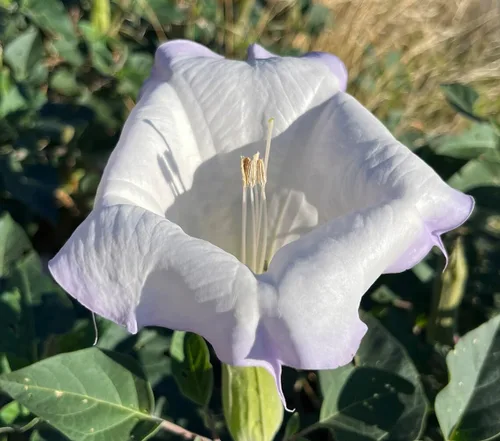 Toloache Wrightii Flor de luna sagrada Moon Lily Angel's Trompet Flower Semillas premium para plantar paquete