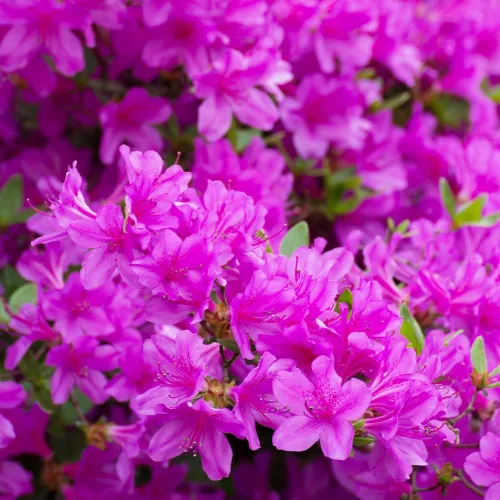 Miniatura 2 de Brighter Blooms - Autumn Royalty Encore Azalea - Planta con flores para interiores y exteriores, 1 galón, sin envío a AZ