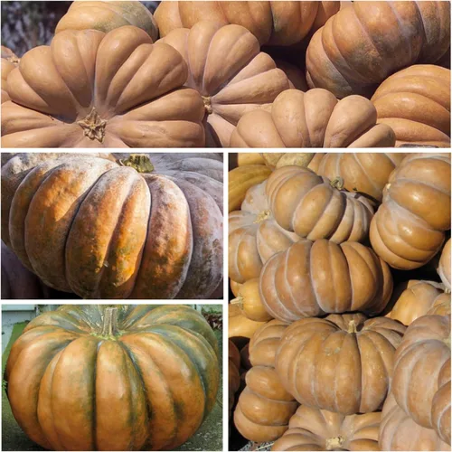 Miniatura 2 de Seed Needs Semillas de calabaza para plantar calabazas de cuento de hadas, reliquia sin OMG y semillas de vegetales Cucurbita sin tratar para Cuento
