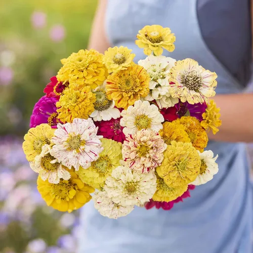 Miniatura 86 de Eden Brothers - Semillas de zinnia, cactus con flores, sin OMG, plantar en primavera, paquete, flores de bajo mantenimiento, zonas 3, 4, 5, 6, 7, 8