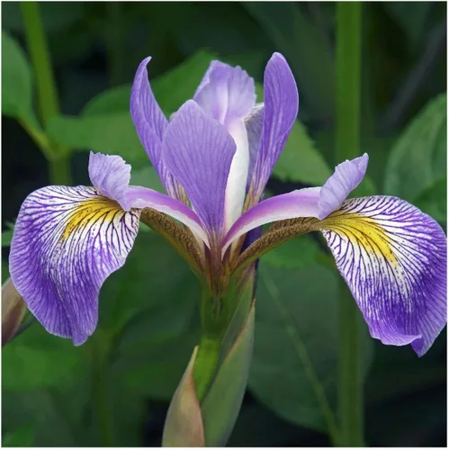 Miniatura 3 de Everwilde Farms - Semillas de flores silvestres nativas con bandera azul del sur de 1 onza - Gold Vault