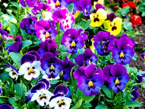 Miniatura 3 de Mezcla de semillas de bambú de viola multicolor, más de 50 semillas para plantar sin OMG