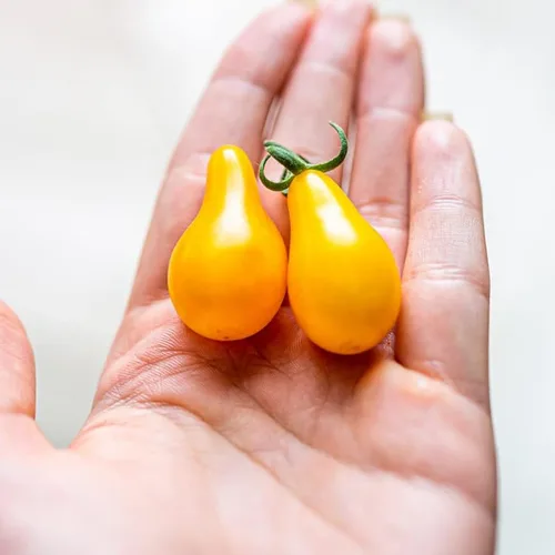 Miniatura 6 de Tomate Yellow-Pear (75 Semillas)